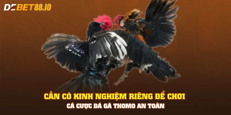 Cần có kinh nghiệm riêng để chơi cá cược đá gà Thomo an toàn