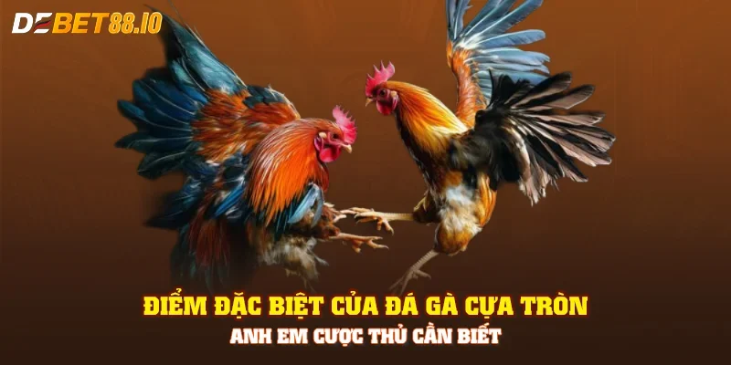 Điểm đặc biệt của đá gà cựa tròn anh em cược thủ cần biết