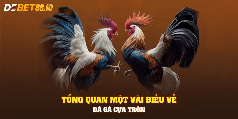 Tổng quan một vài điều về đá gà cựa tròn